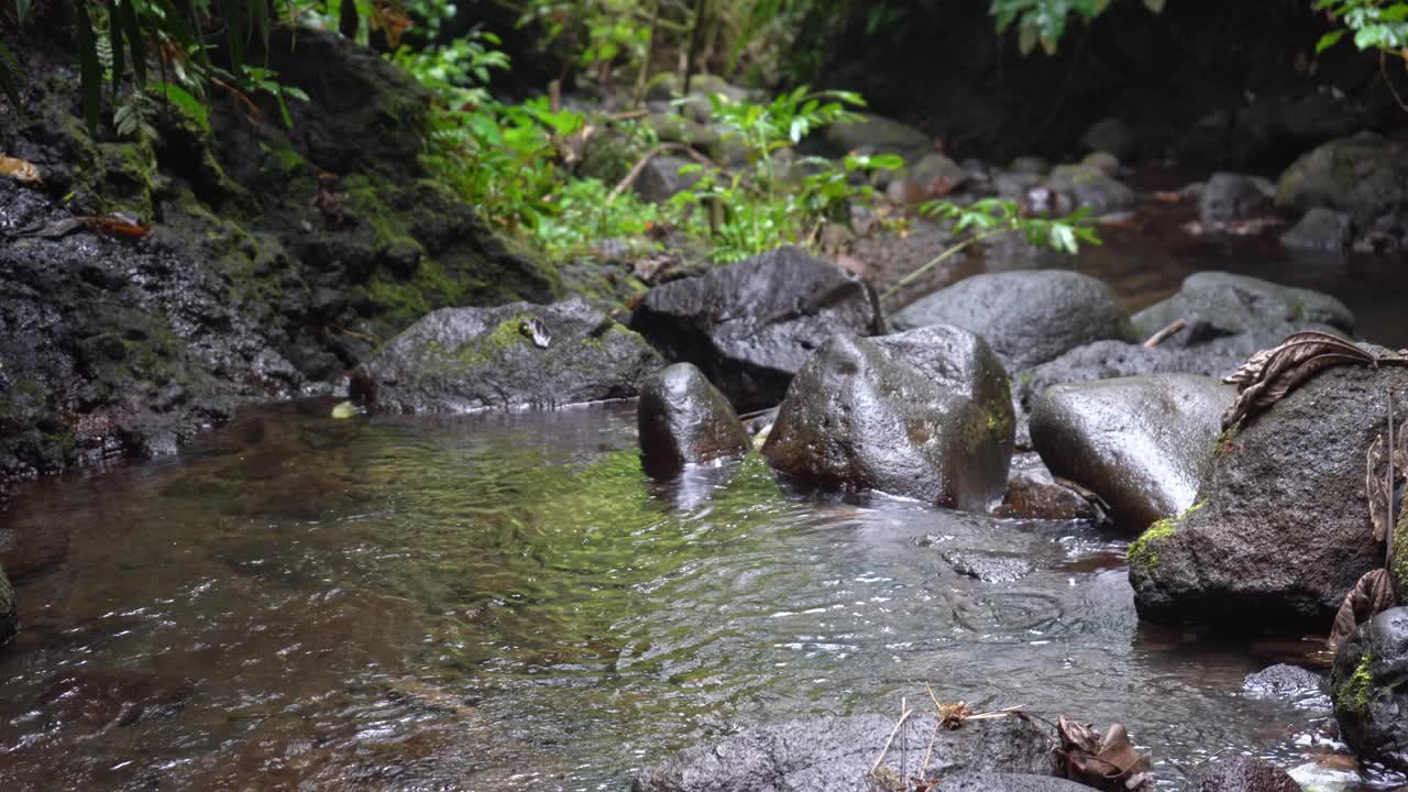 热带河流靠近丛林。火山石瀑布。纯泉火山水概念。视频素材