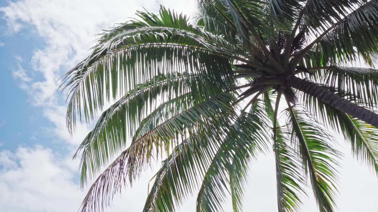 椰子树底部视图。绿色的棕榈树在蓝天的背景。热带岛屿上的海滩。视频下载