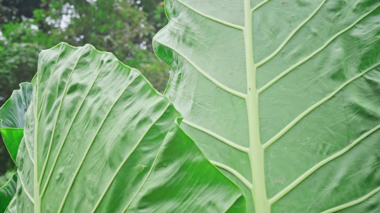 巨大的芋头植物。巨大的绿色叶子像大象的耳朵。热带湿地植物，水源丰富。法属波利尼西亚塔希提岛的植物群。视频下载