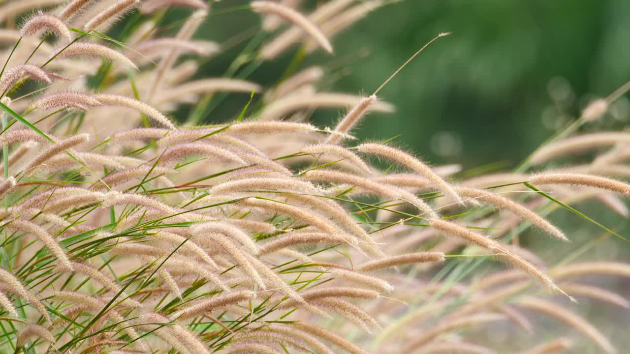 草在风中摇曳视频素材