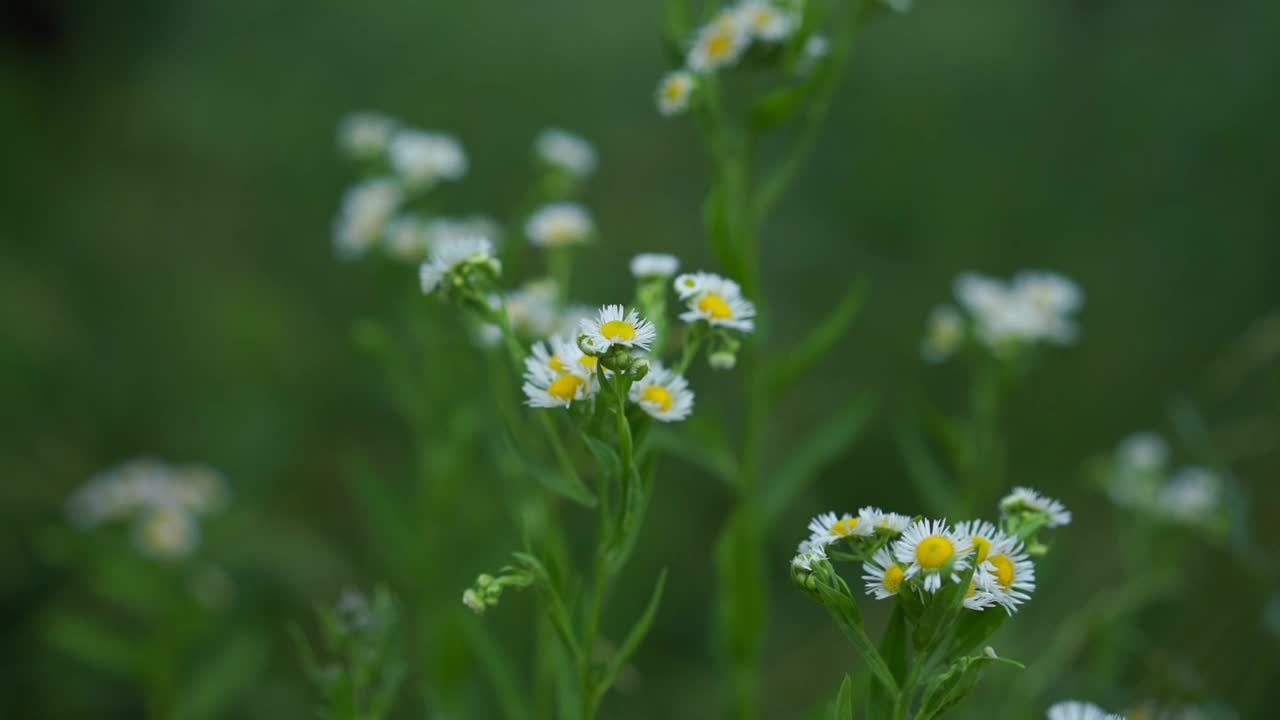 森林草地上，几株甘菊在绿草地上视频素材