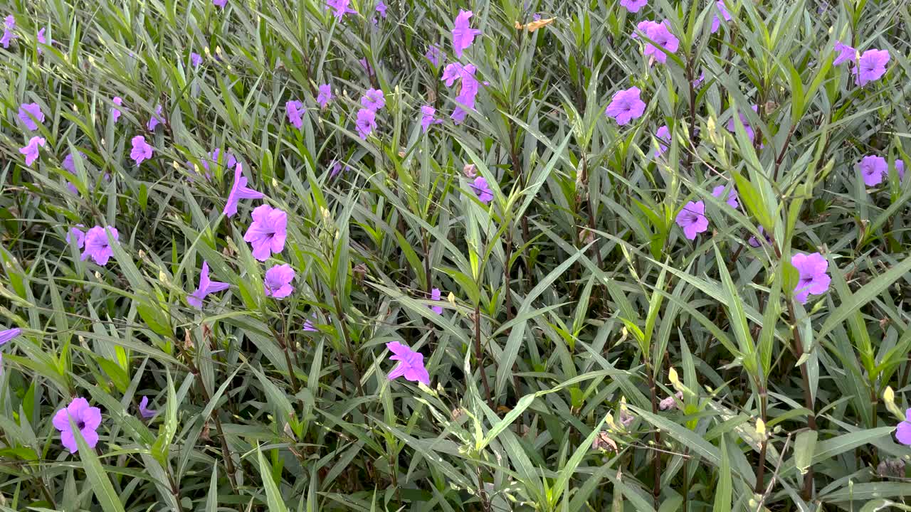 花园中紫色鲁丽花的特写镜头。视频下载