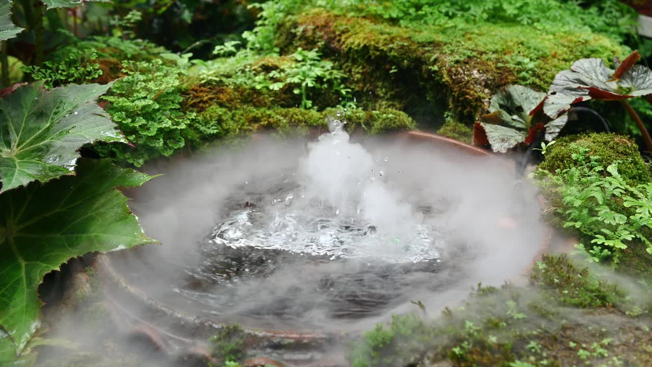 热带雨林植物和苔藓与人工雾化在观赏花园视频素材