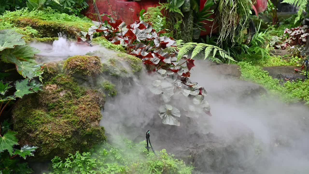 热带雨林植物和苔藓与人工雾化在观赏花园视频素材