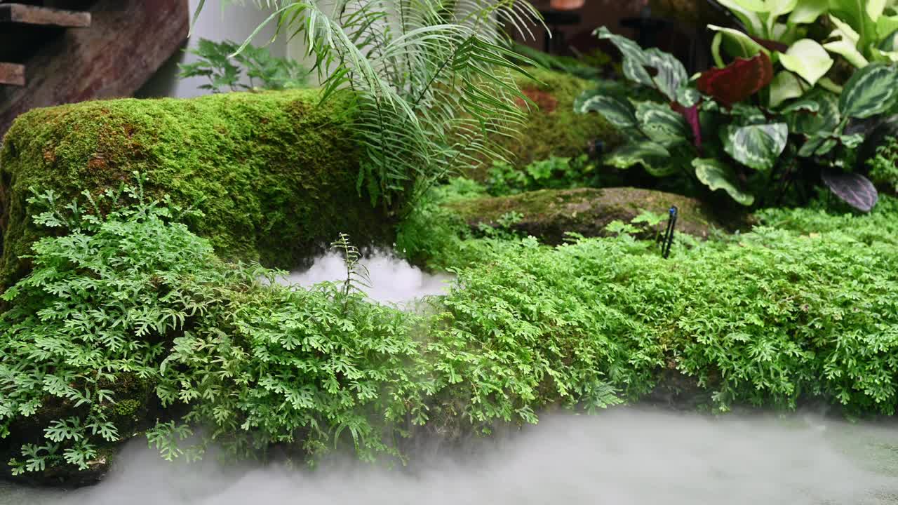 热带雨林植物和苔藓与人工雾化在观赏花园视频素材