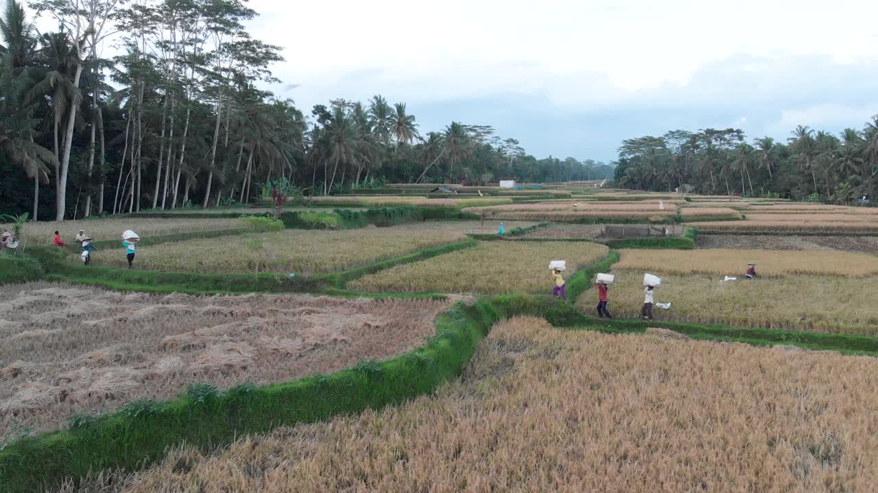 鸟瞰巴厘岛，人们在收割水稻视频素材