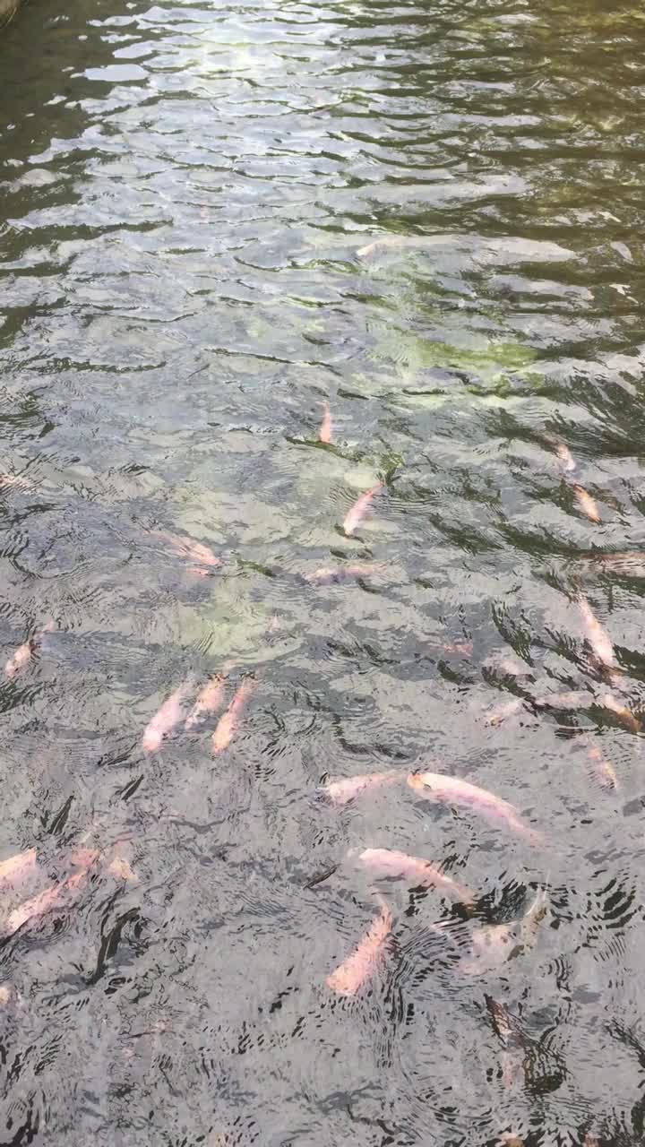 许多鱼在淡水中游泳。鱼在享受食物时聚集在河岸上。视频下载