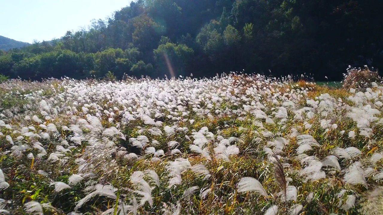 图为，韩国庆尚北道尚州市Ian郡的芦苇丛视频素材