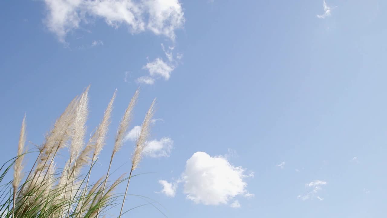 风中摇曳的芦苇风景/韩国视频素材