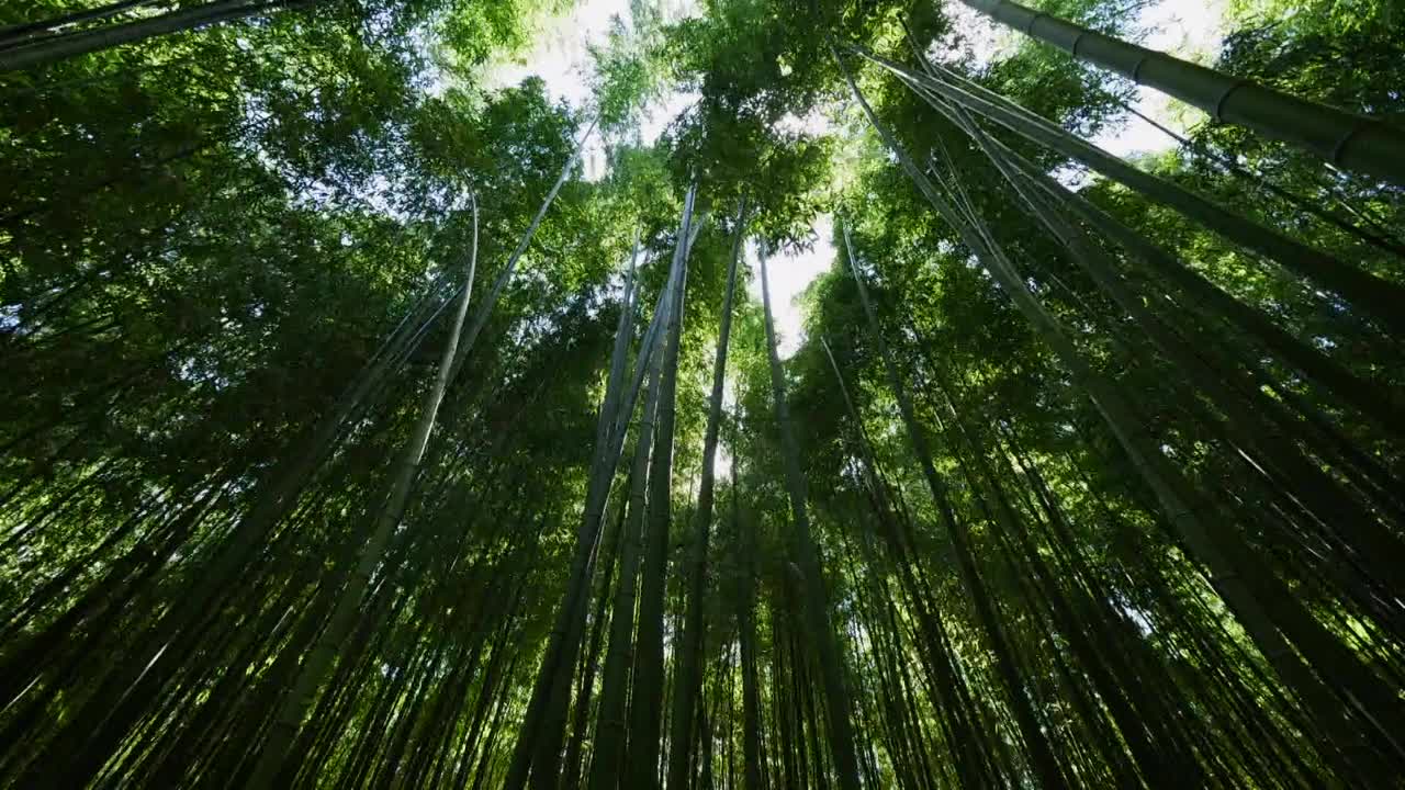 韩国蔚山中区太和江国家公园的山林竹林视频素材