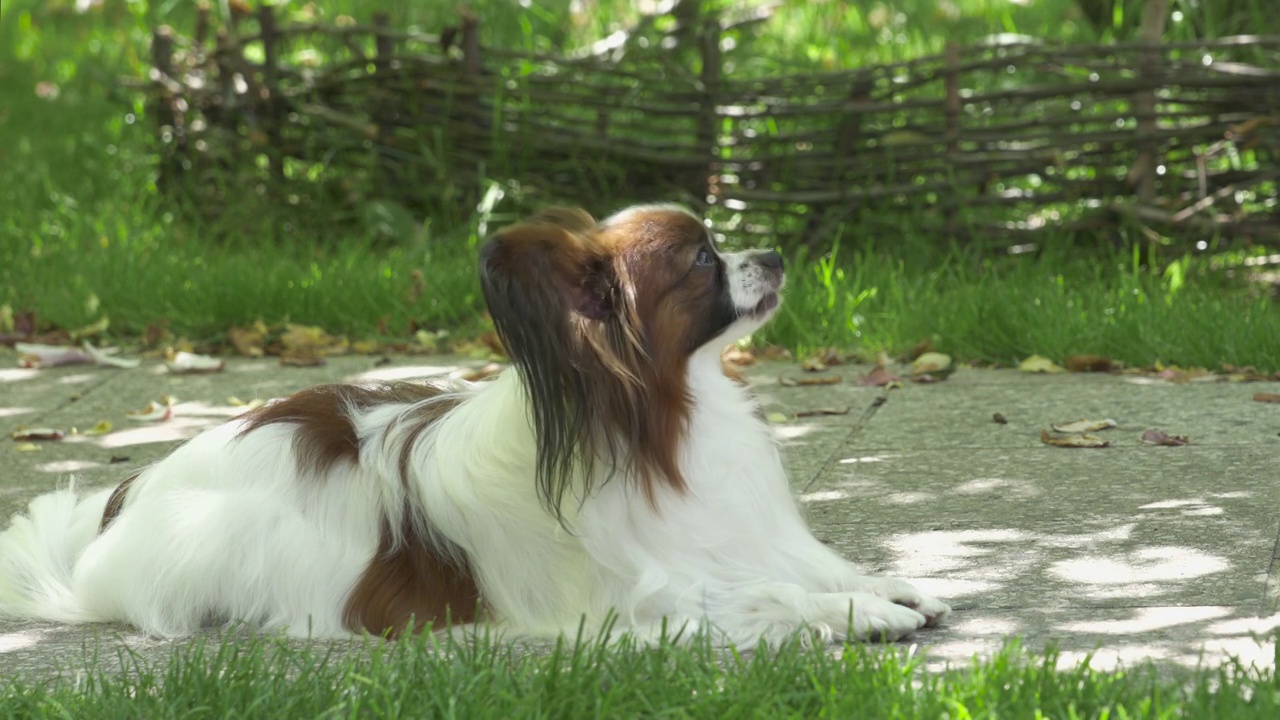 纯种蝶耳犬肖像。大陆猎犬狗看相机在阳光明媚的日子。视频素材