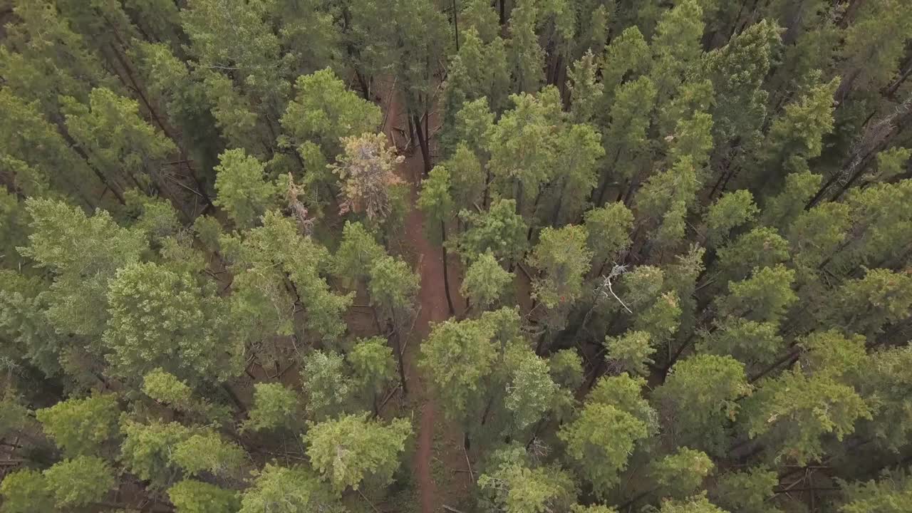 鸟瞰森林里的徒步旅行路线视频素材