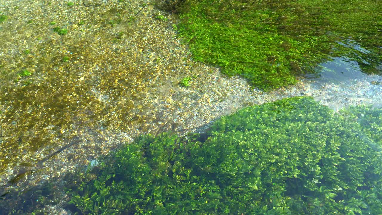 冰冷而清澈的水沿着河流流淌，水下有植物和卵石视频素材