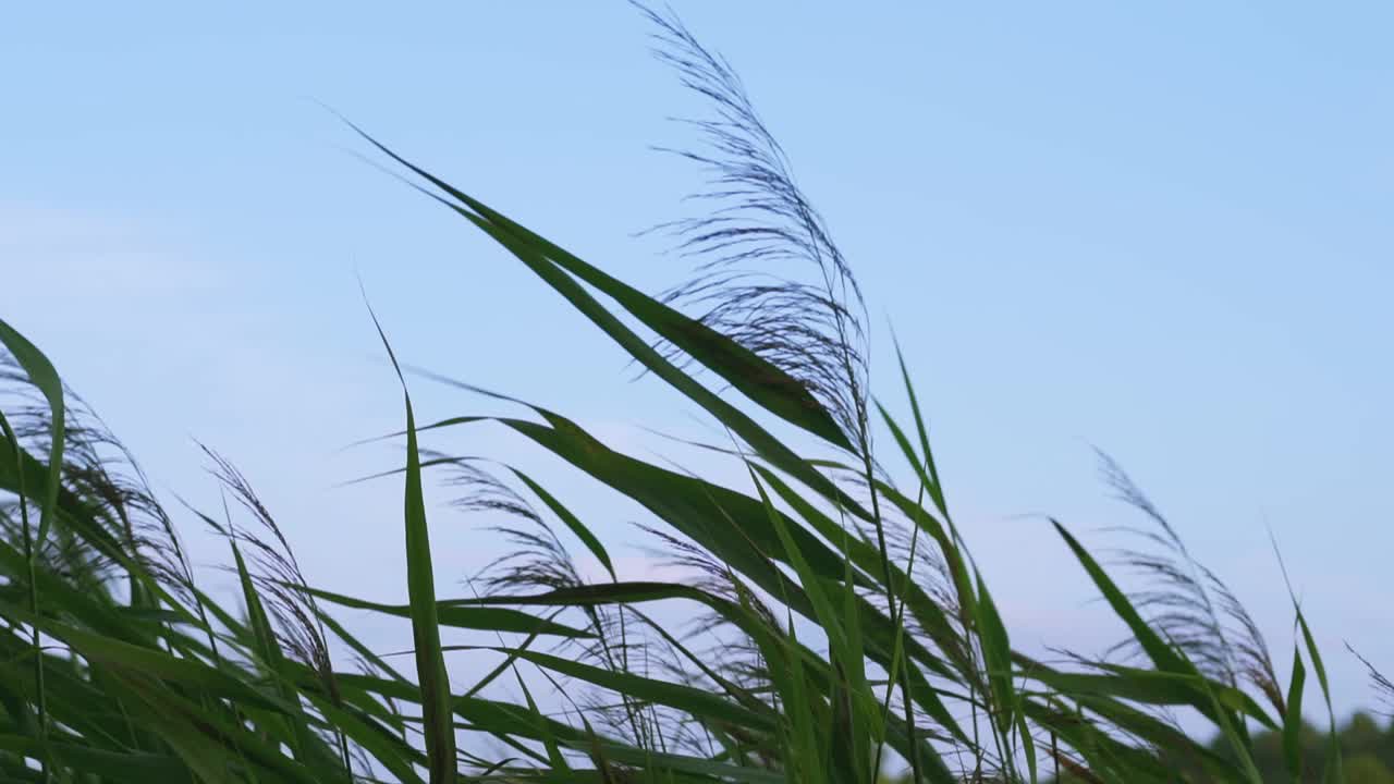 绿草和茎上的小穗在蓝天下随风摇曳。慢动作视频，草地播蓟视频素材