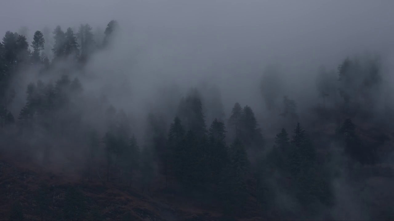 神秘的雾笼罩松树-一段时间推移视频的冬季雾笼罩松树视频素材