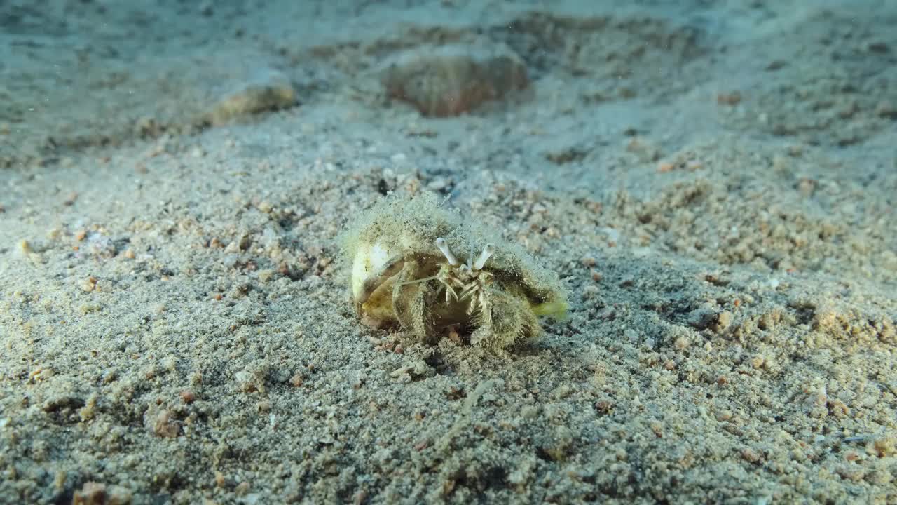 在沙海床上行走的寄居蟹。海葵寄居蟹。水下拍摄,4 k-60fps视频素材