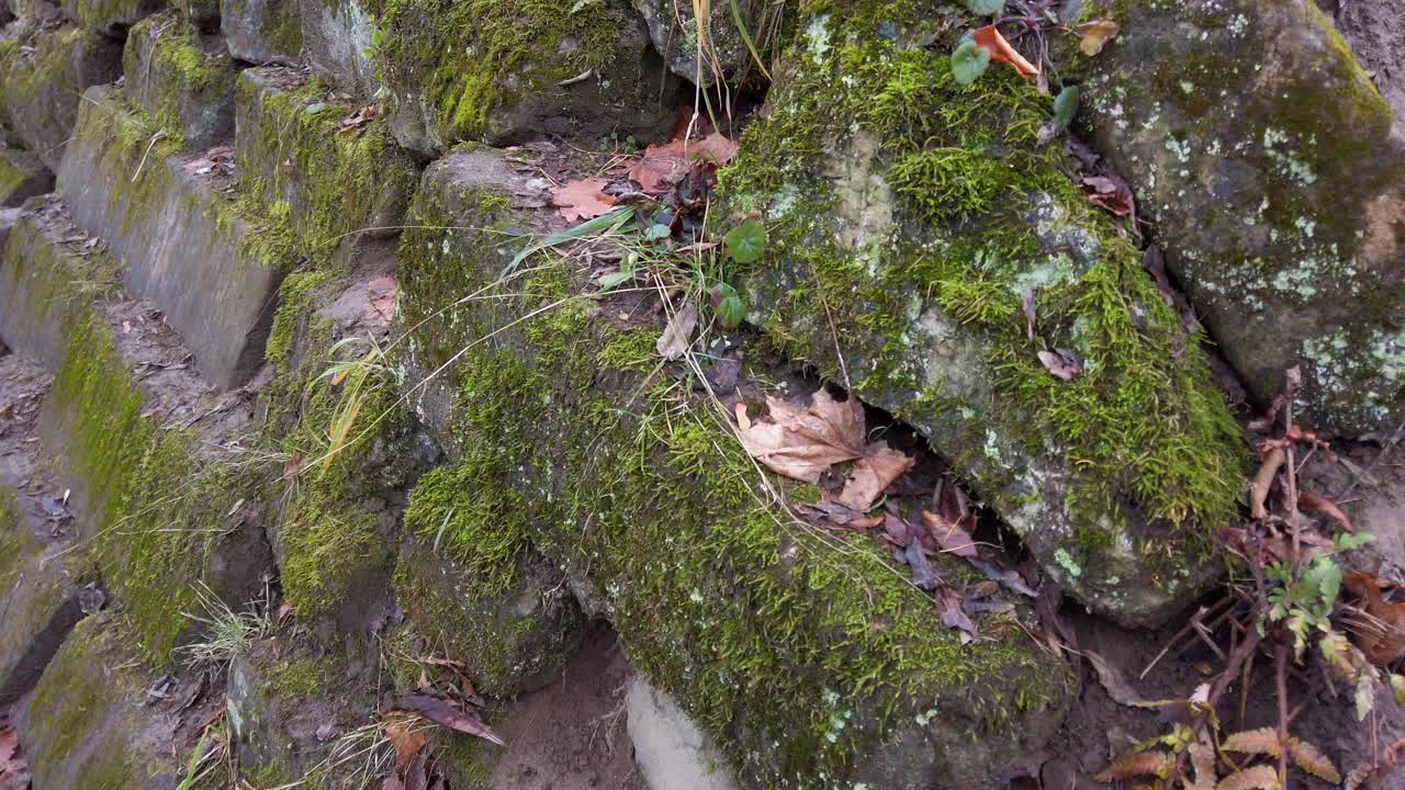 长满青苔的旧砖石建筑。在秋天拍摄。视频素材