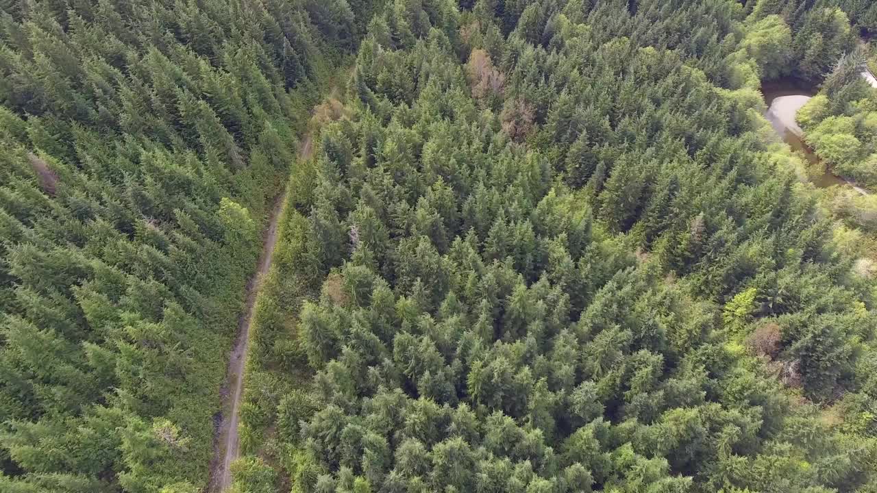 四轮驱动道路通过森林视频素材