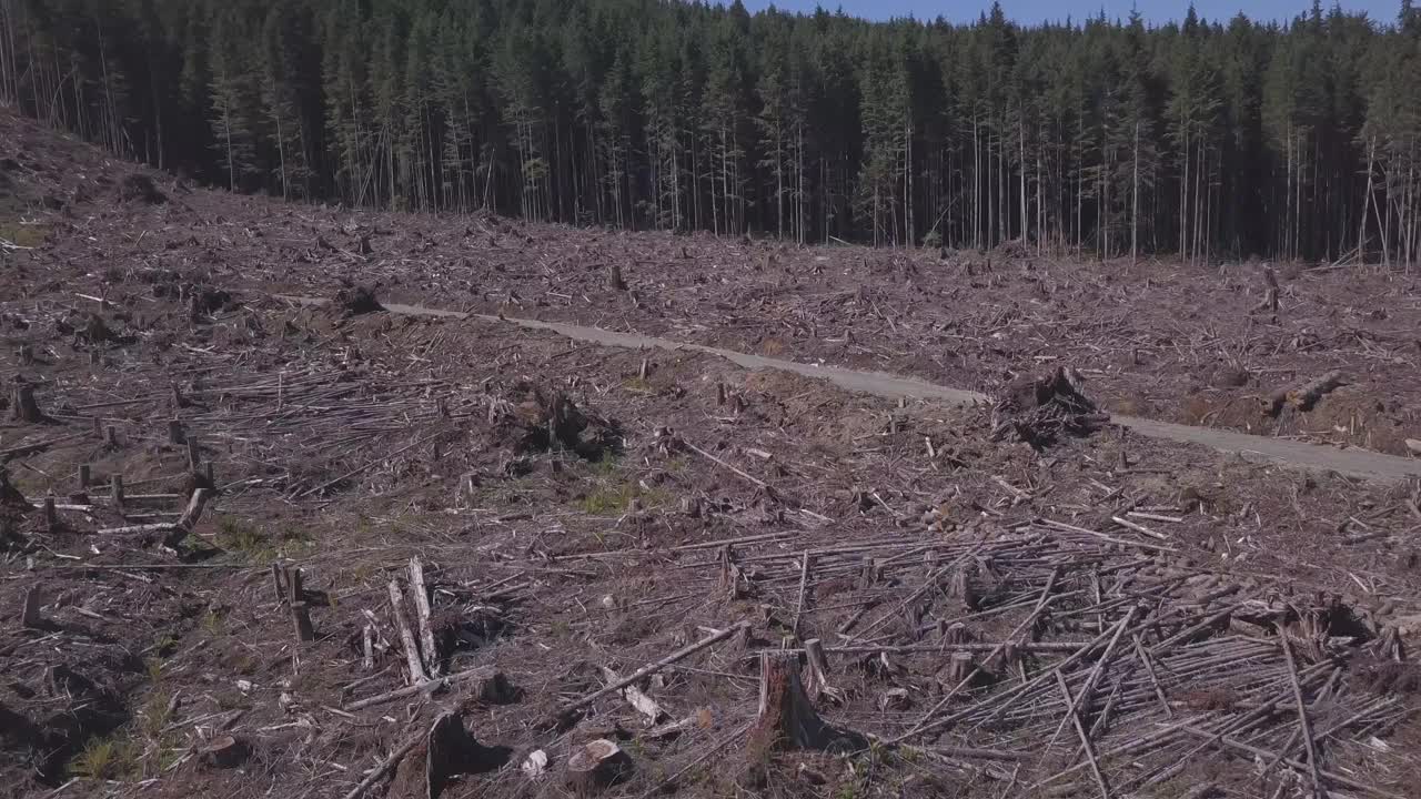 用废木材在山坡上采伐视频素材