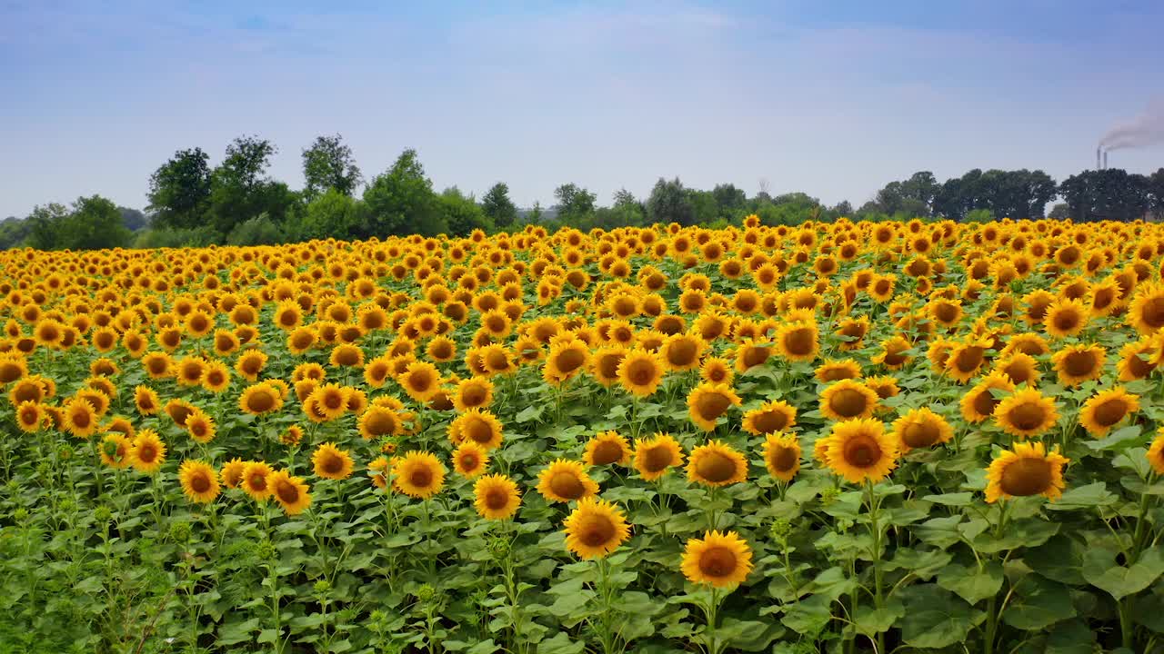 令人惊叹的黄色向日葵的景色。阳光下的农田里盛开着向日葵。夏季景观与大片农田向日葵。相机在上升。视频素材