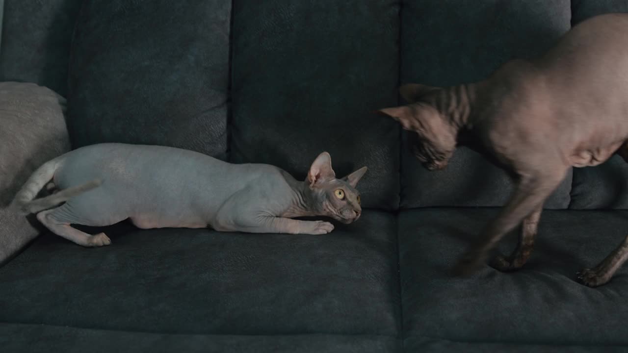 两只Sphynx猫在沙发上玩视频素材