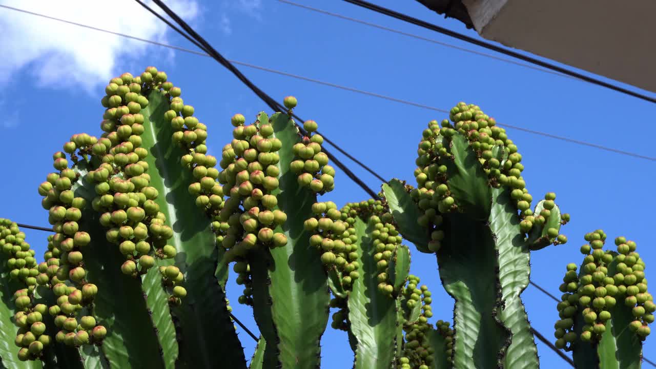 许多圣佩德罗仙人掌的花在白天随风飘动视频素材