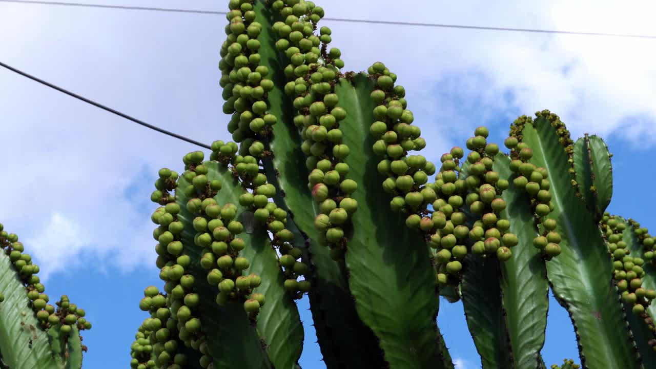 特写的圣佩德罗仙人掌果实移动的风在白天视频素材