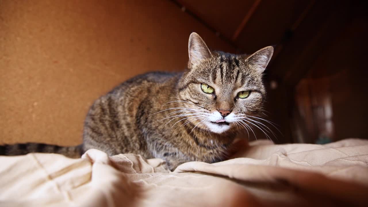 有趣的肖像傲慢的短毛国内虎斑猫摆姿势在深棕色的背景。小猫在家室内玩耍休息。宠物护理和动物生活理念视频素材