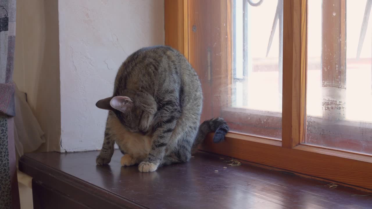 一只长着绿色大眼睛的可爱猫坐在窗户上擦着，听到一些有趣的东西就呆住了视频素材