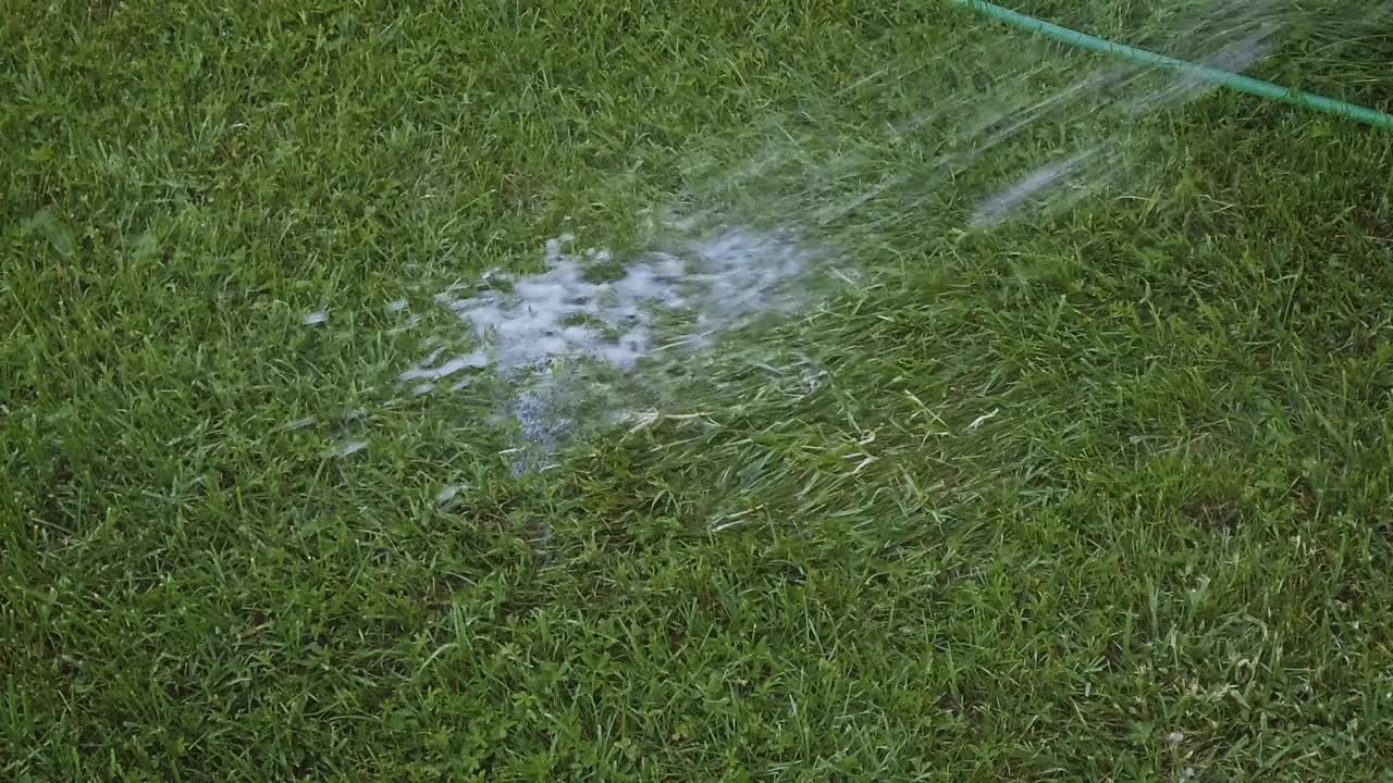 在春天给草坪浇水。水从水管中滴落在后院的草地上视频素材