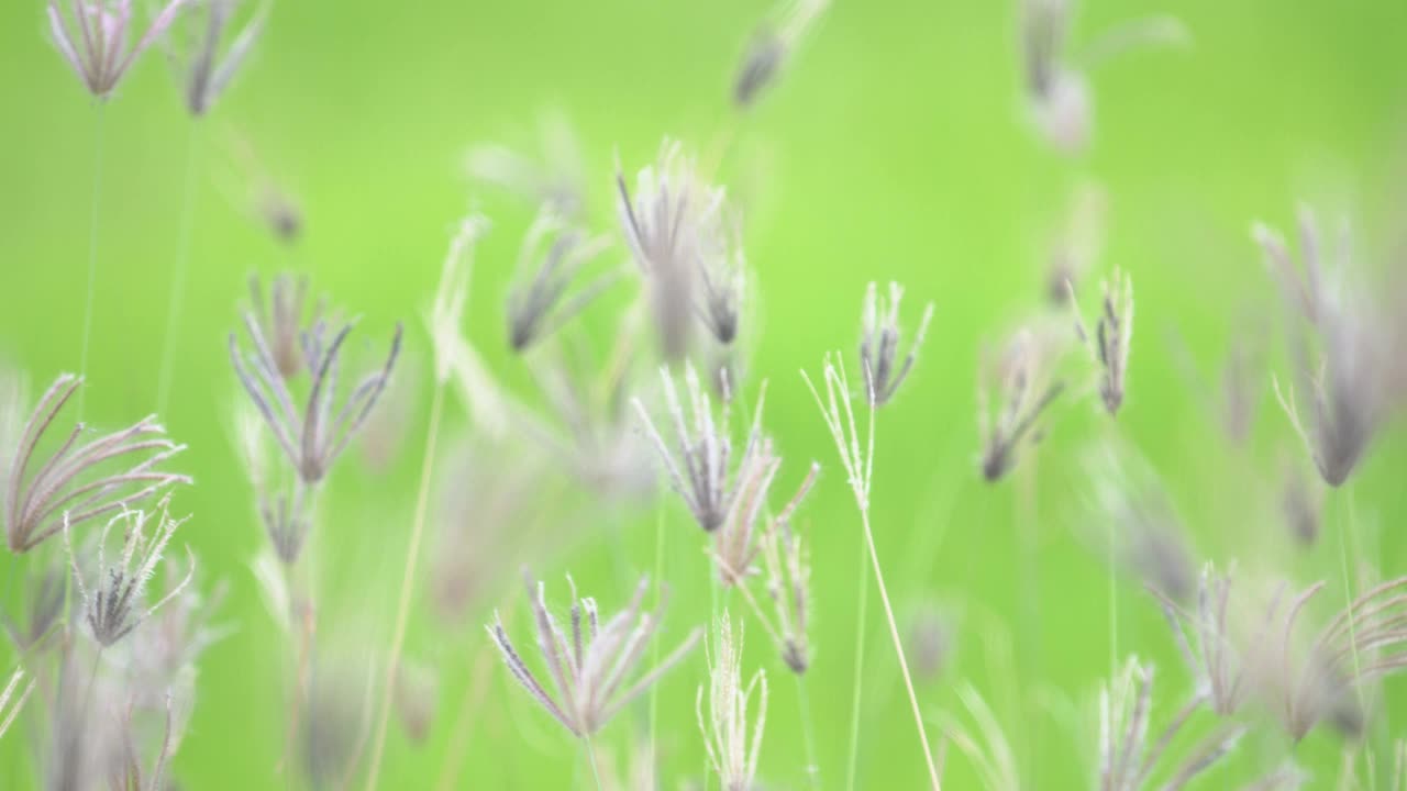 芦苇草花随风摇曳视频素材