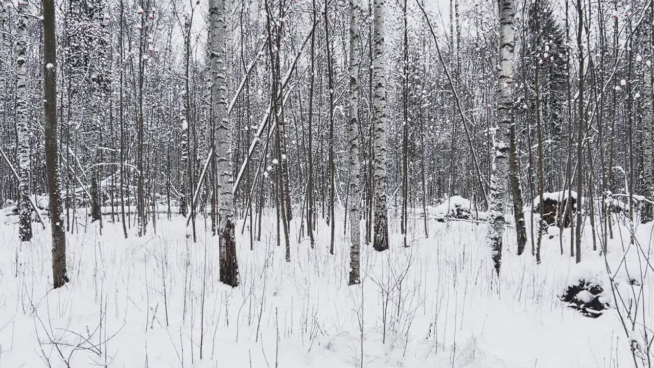 白雪皑皑的空旷森林，黑白白桦树干等树木，公园里无人，宁静祥和视频素材