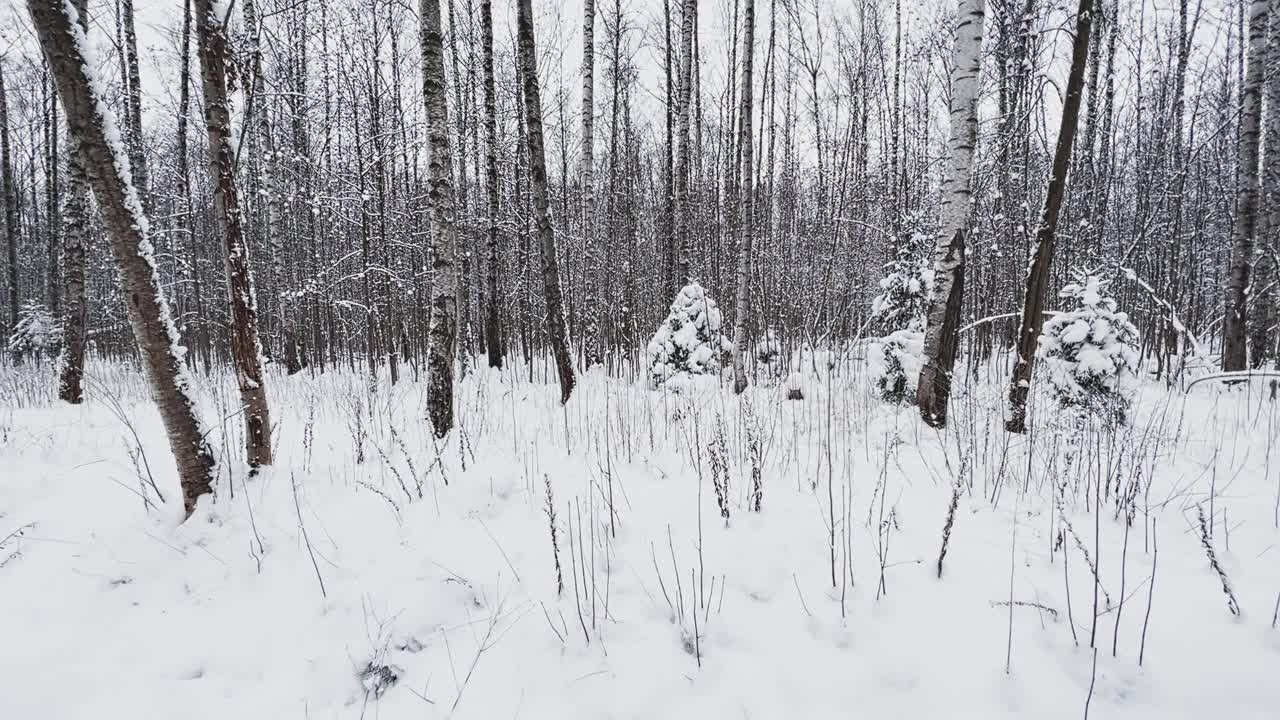 白雪皑皑的空旷森林，黑白白桦树干等树木，公园里无人，宁静祥和视频素材