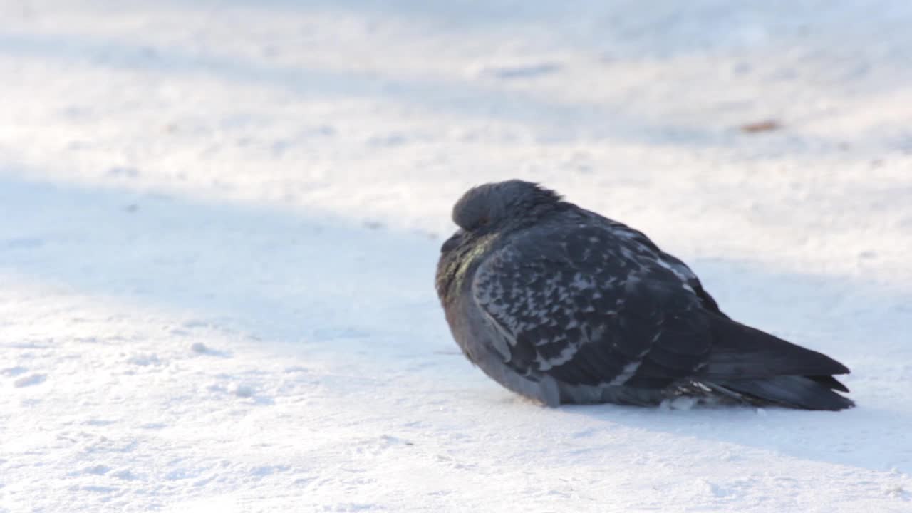 冬天，白天雪中鸽子视频素材