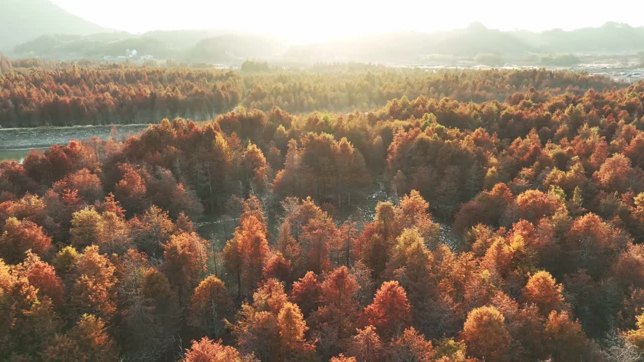 秋水杉的无人机视角视频素材