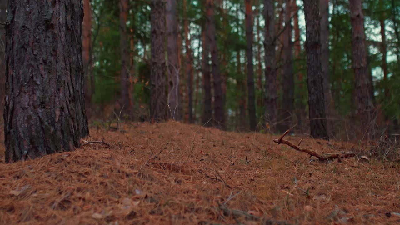 茂密的丛林里，掉落的针叶树针叶。高大的冷杉和松树，美丽的针叶林。神奇而美丽的秋天森林。4 k, ProRes视频素材