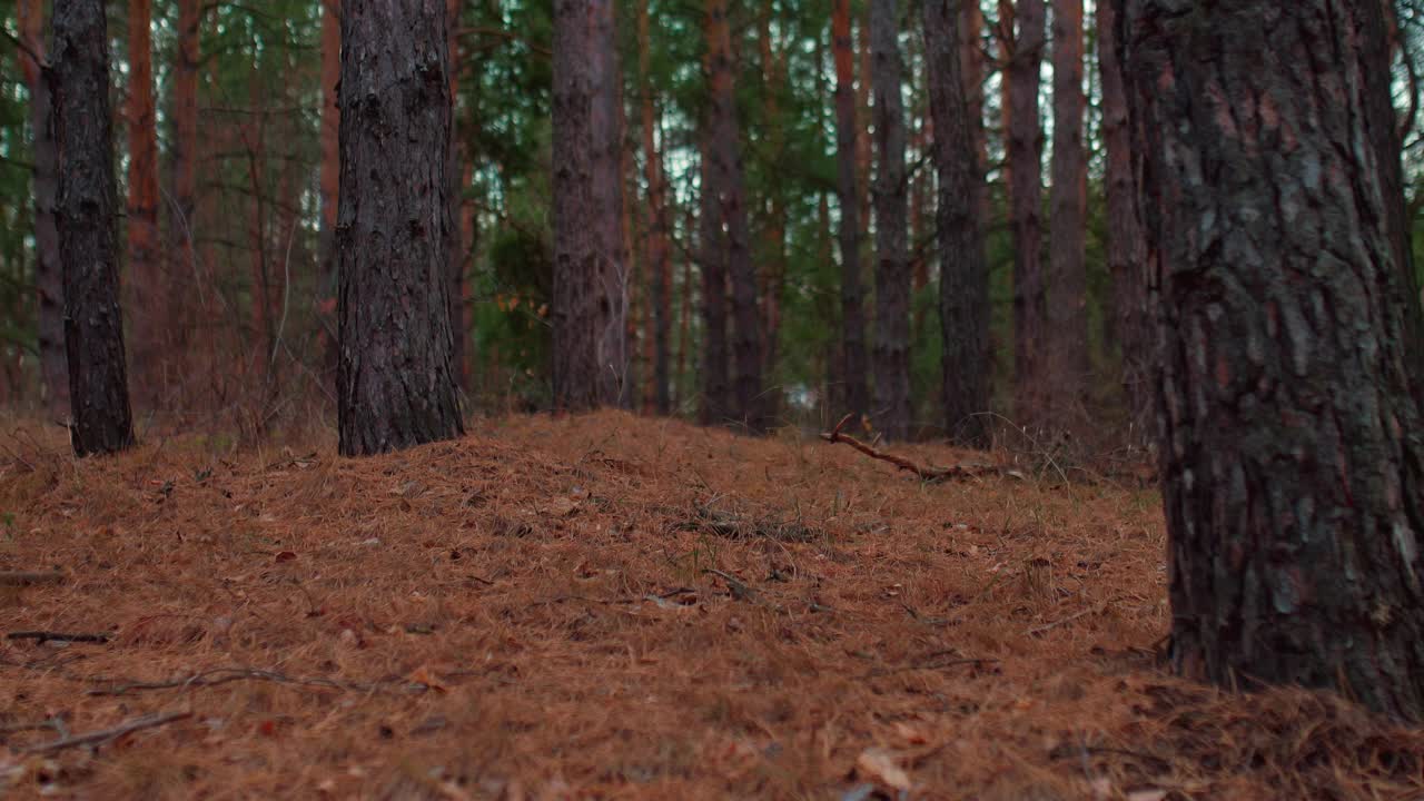 美丽的绿色森林，黄色的落叶云杉。浓密的针叶林，高大的松树和冷杉的树干。森林美景，大自然之美。4 k, ProRes视频素材