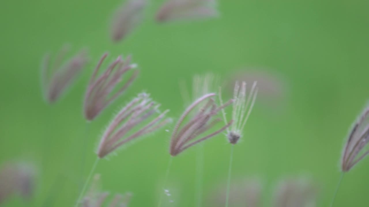 芦苇草花随风摇曳视频素材