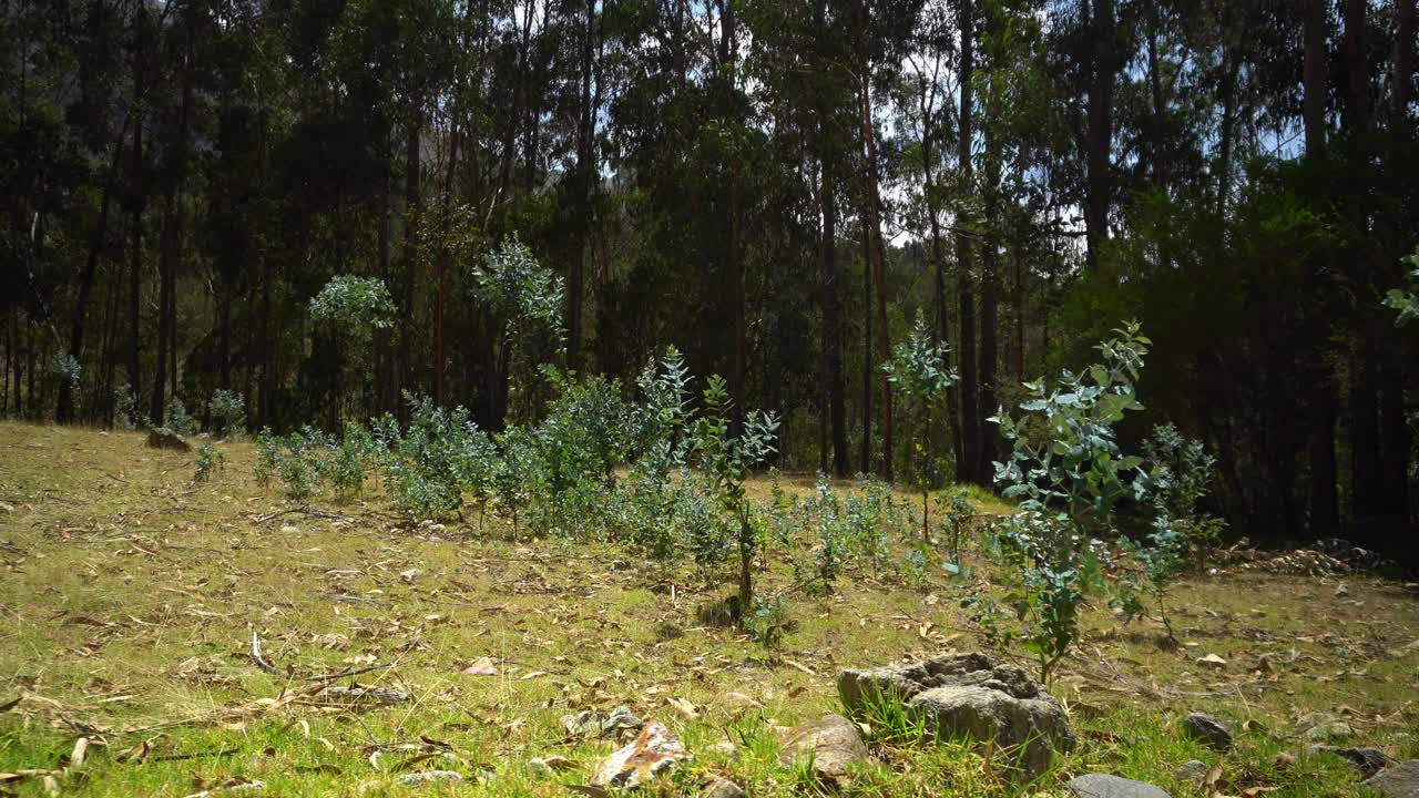 特写一小片植物在田野里，背景是树木，周围是稻草和岩石视频素材