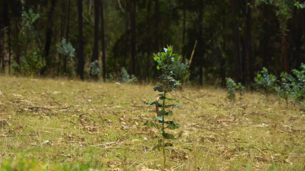 一个小植物种植在田野的特写镜头与树木在背景的焦点和周围的稻草视频素材