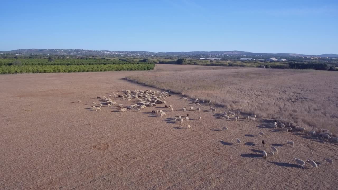 牧场上的一群羊成群地吃着草，准备生产羊毛。空中拍摄。在南方。视频素材