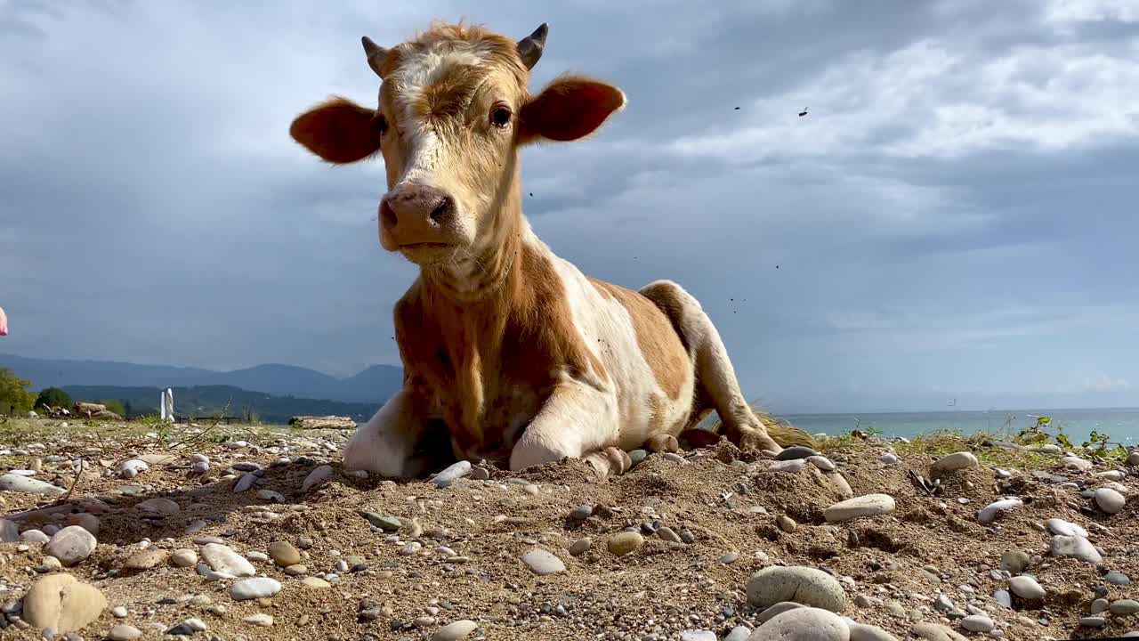 一只红白相间的小牛犊躺在海边的一块鹅卵石上视频素材