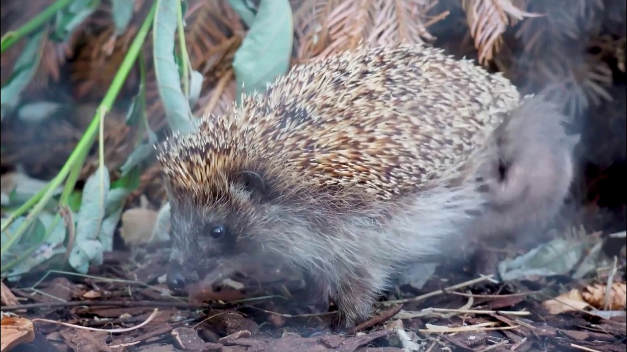 普通刺猬，或欧洲刺猬，或俄罗斯中部刺猬(Erinaceus europaeus)。视频素材