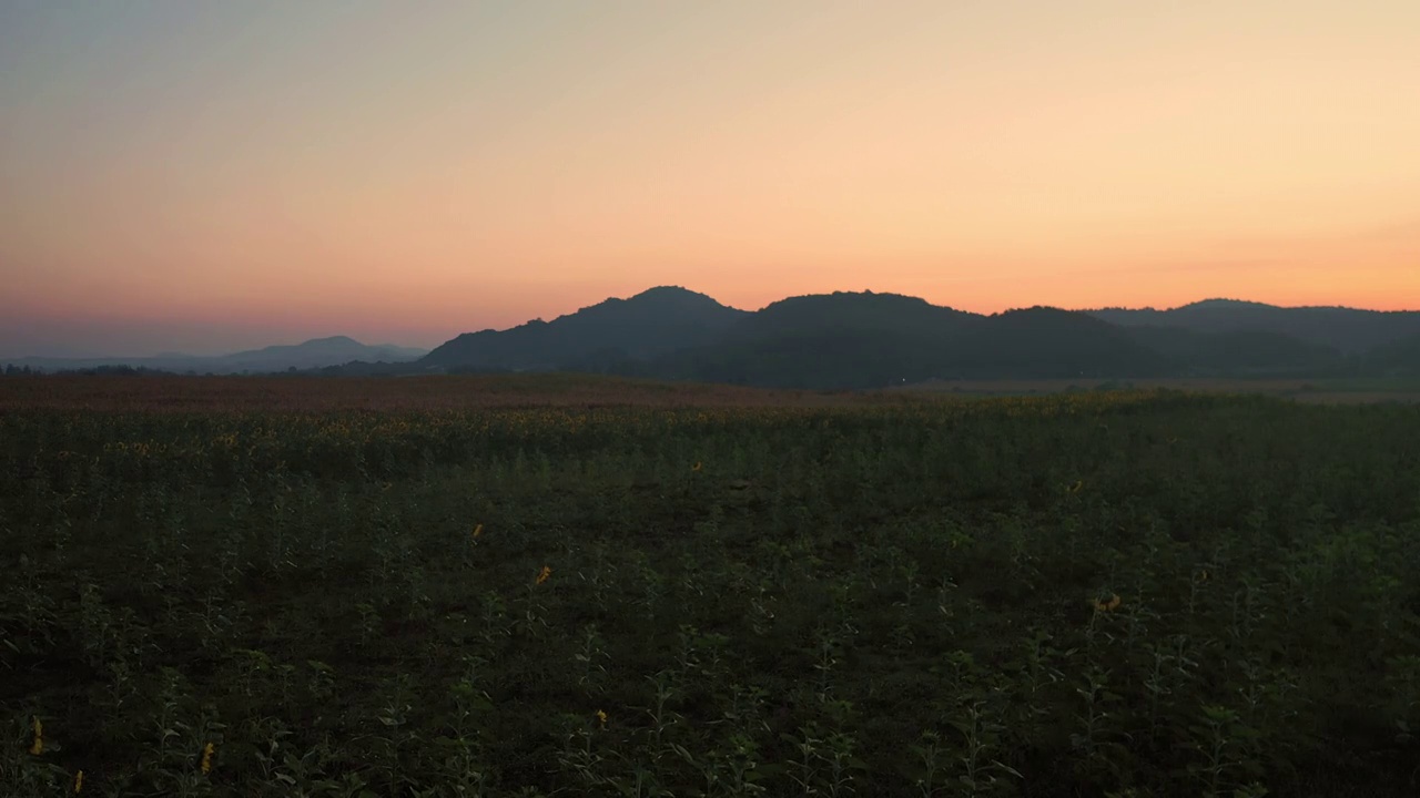 鸟瞰田野里的向日葵，夏日的农业视频素材