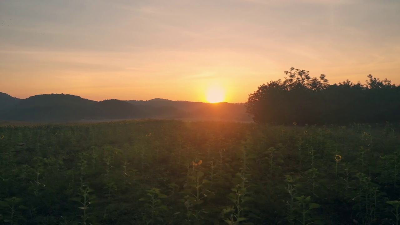 高角度观看向日葵在田野里视频素材