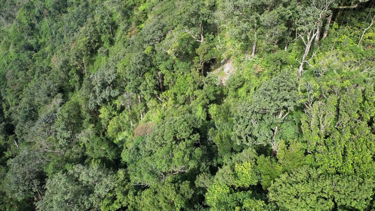 航空亚热带山地植被视频素材