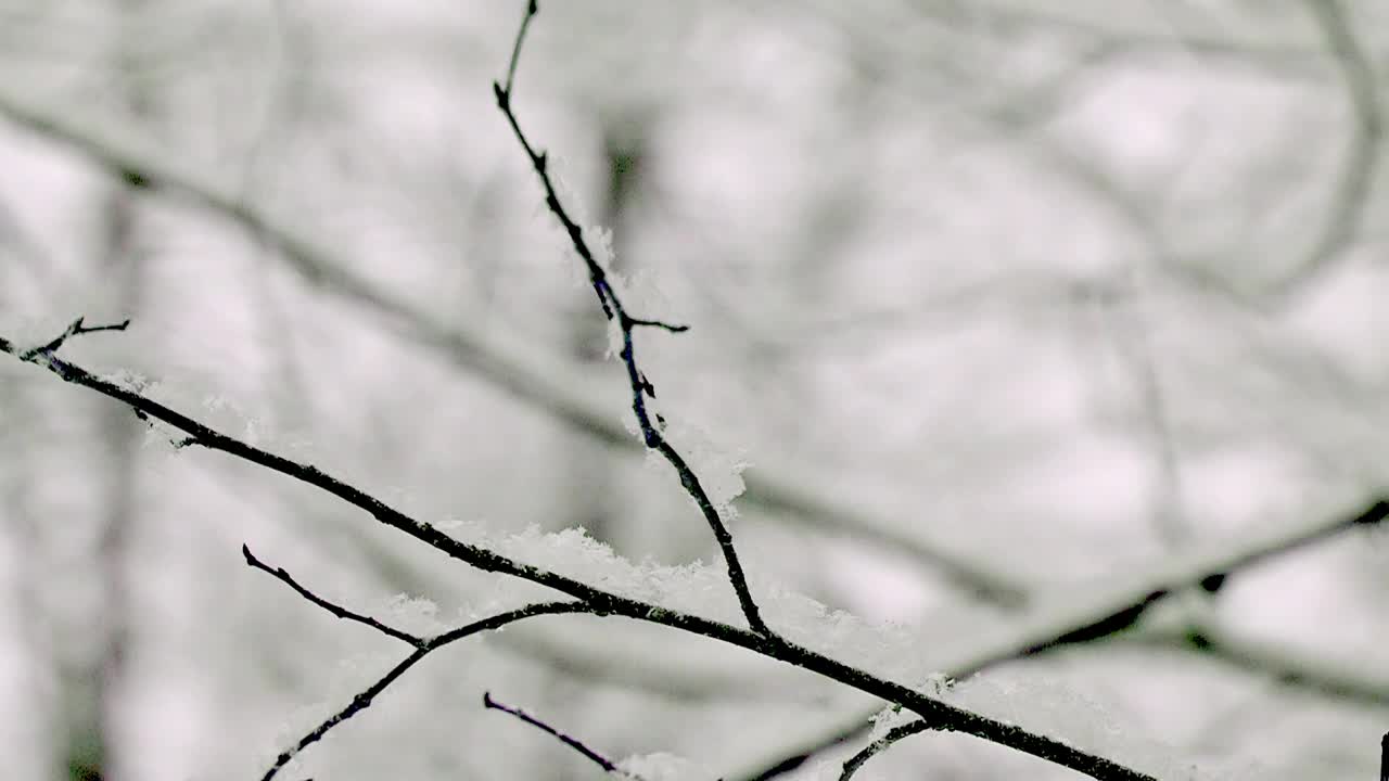 降雪。菩提树的树枝上覆盖着蓬松的雪花。慢动作视频下载