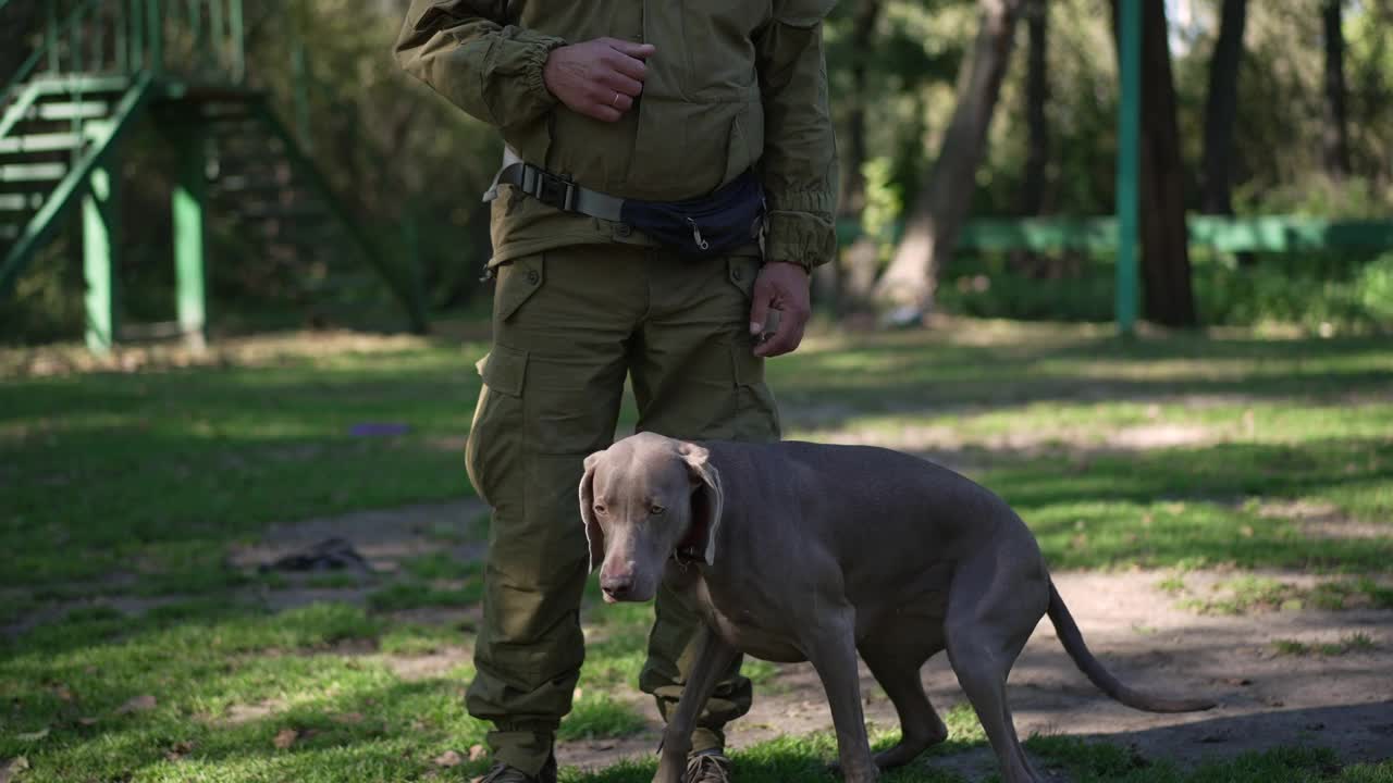 Weimaraner摇着尾巴在户外向陌生的驯兽师索要食物，跟在白人男子后面，像猫一样到处跑。在公园里训练顺从的狗的肖像。视频素材