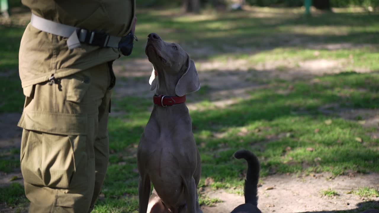 好奇的Weimaraner看着摄像机，嗅着和一个不认识的白人男子玩耍的肖像。在阳光明媚的日子里，年轻的纯种狗在专业驯犬师的指导下户外活动。视频素材