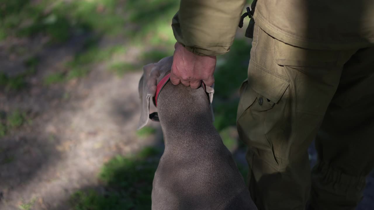 男性牵着狗项圈与威玛猎犬慢动作散步。在阳光明媚的日子里，在户外训练动物的专家驯兽师。敏捷性和纪律观念。视频素材